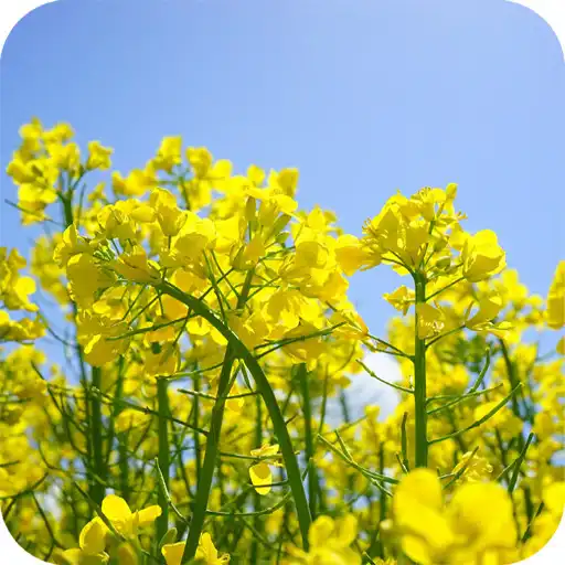 Play Mustard Field Wallpaper APK