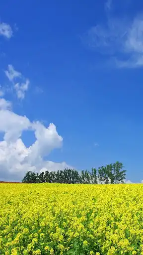 Play Mustard Field Wallpaper  and enjoy Mustard Field Wallpaper with UptoPlay