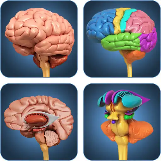 Play My Brain Anatomy APK