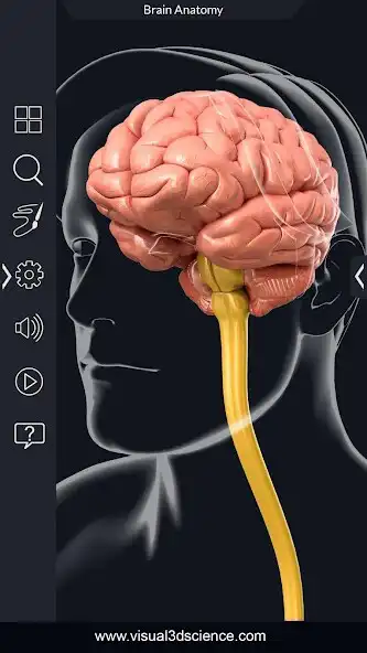 Play My Brain Anatomy  and enjoy My Brain Anatomy with UptoPlay