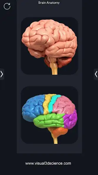 Play My Brain Anatomy as an online game My Brain Anatomy with UptoPlay