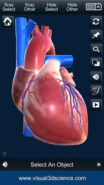 Play My Heart Anatomy as an online game My Heart Anatomy with UptoPlay