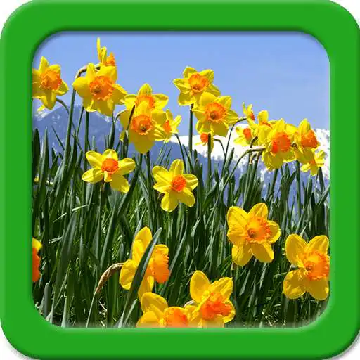 Free play online Narcissus Live Wallpapers  APK