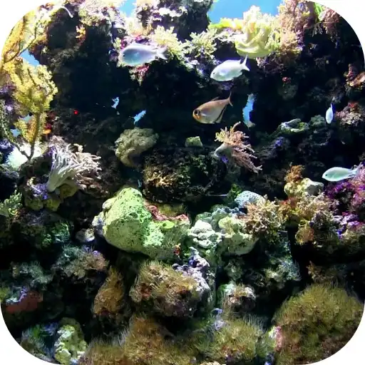 Play Natural Aquarium Wallpaper APK