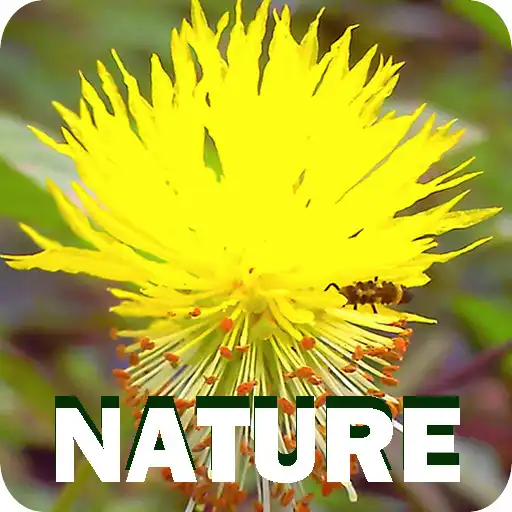 Free play online Nature APK