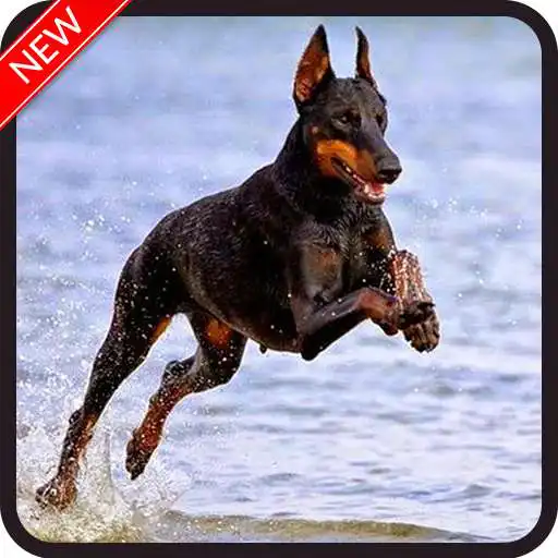 Play New Doberman Dog Wallpaper APK