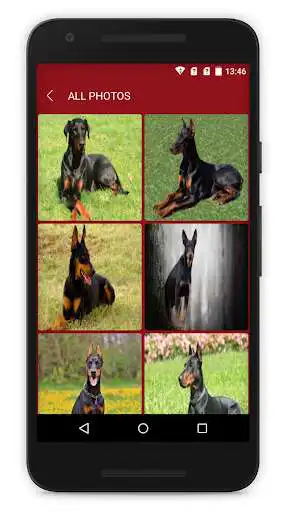 Play New Doberman Dog Wallpaper as an online game New Doberman Dog Wallpaper with UptoPlay