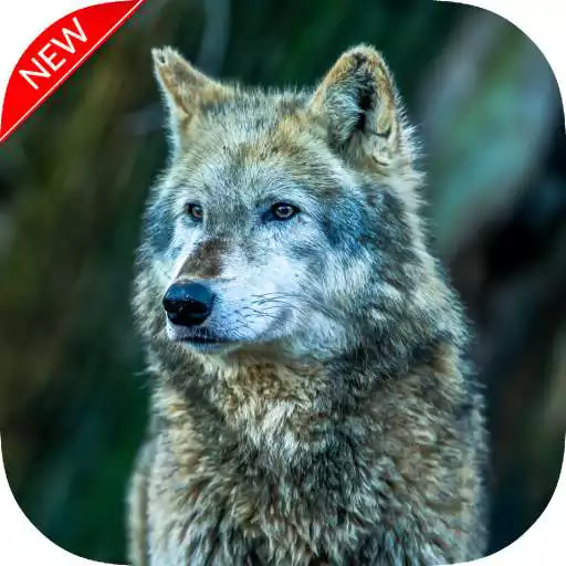 Play New HD Wolf Wallpapers APK