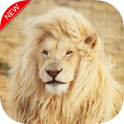 Play New Lion Wallpaper APK