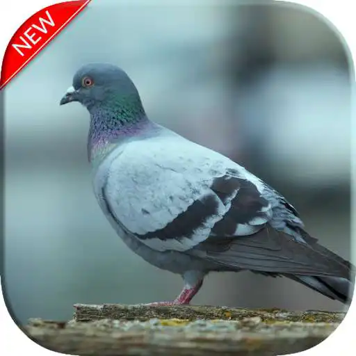 Play New Pigeon Wallpaper APK