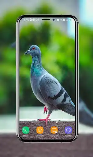 Play New Pigeon Wallpaper  and enjoy New Pigeon Wallpaper with UptoPlay