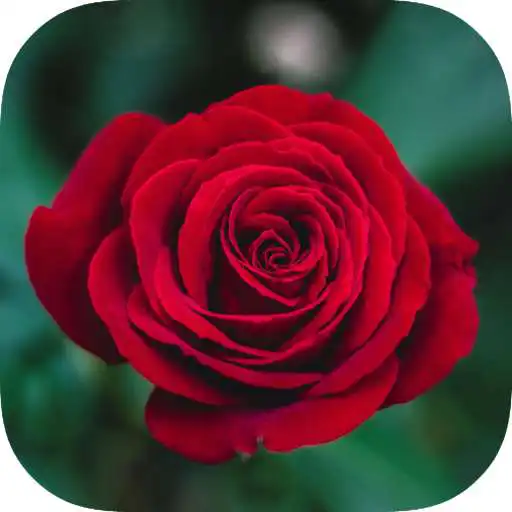 Play New Rose Wallpaper APK