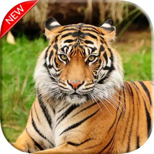 Play New Tiger Wallpaper APK