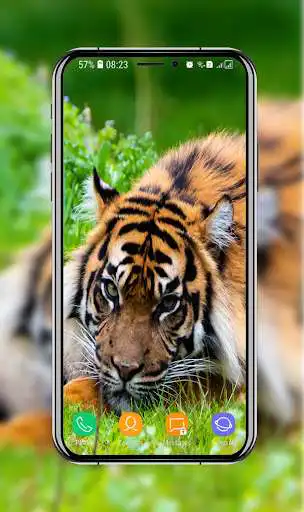 Play New Tiger Wallpaper  and enjoy New Tiger Wallpaper with UptoPlay