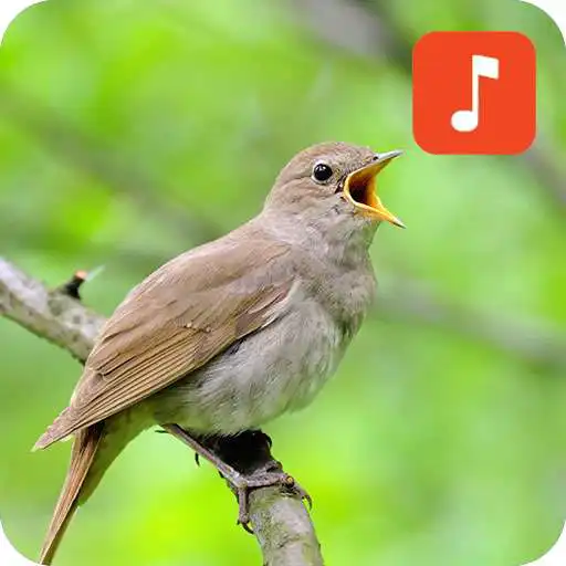 Play Nightingale Bird Songs APK