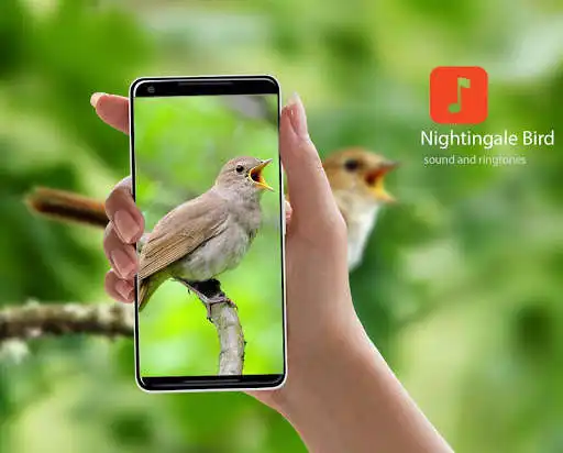 Play Nightingale Bird Songs  and enjoy Nightingale Bird Songs with UptoPlay