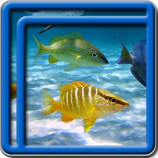 Free play online Ocean Fish Live Wallpapers  APK