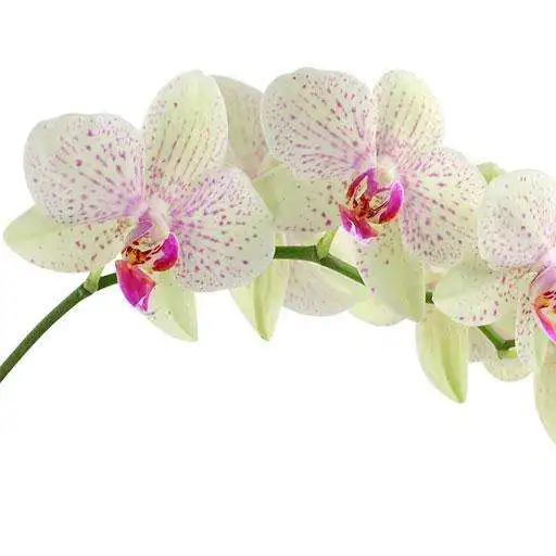 เล่น Orchids: วอลเปเปอร์และพื้นหลังดอกไม้ HD APK