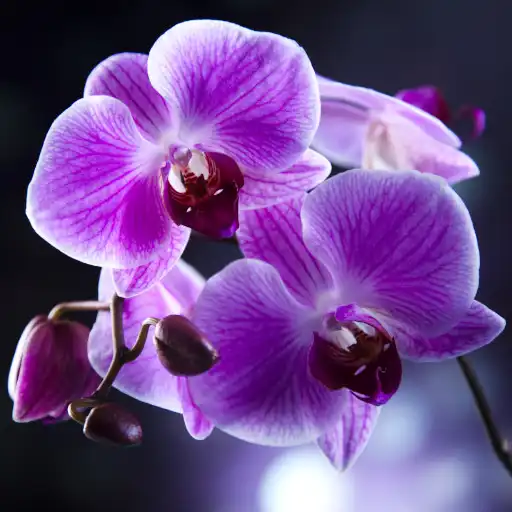 Free play online Orchids Live Wallpaper APK