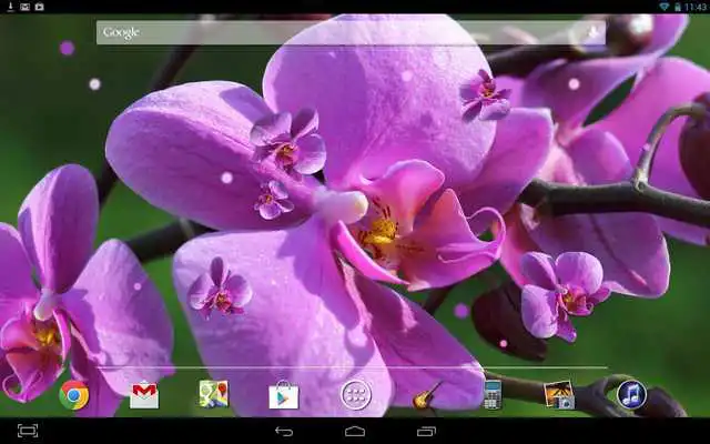 Play Orchids Live Wallpaper