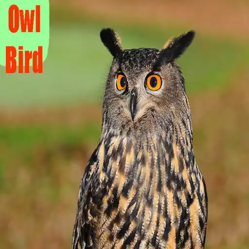 Play Owl Bird Pictures APK