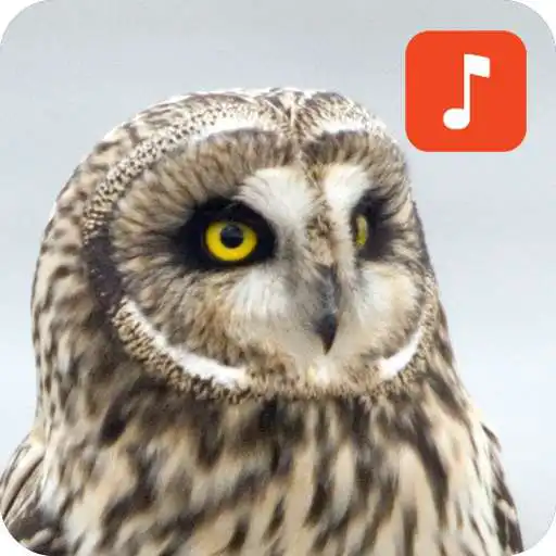 Play Owl Bird Sounds APK