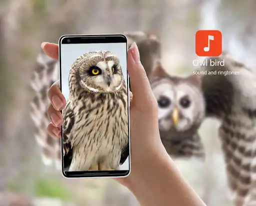 Play Owl Bird Sounds  and enjoy Owl Bird Sounds with UptoPlay