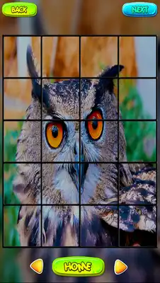 Play Owl Puzzle Games