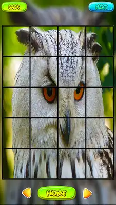 Play Owl Puzzle Games