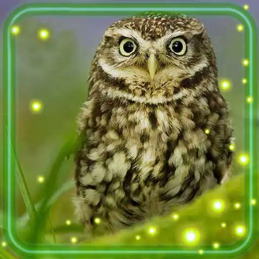 Play Owls Amazing Live Wallpaper APK