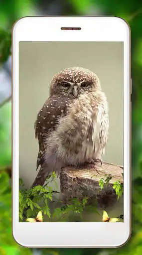 Play Owls Amazing Live Wallpaper as an online game Owls Amazing Live Wallpaper with UptoPlay