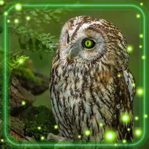 Play Owls Cute Live Wallpaper APK