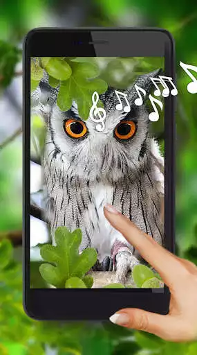 Play Owls Cute Live Wallpaper  and enjoy Owls Cute Live Wallpaper with UptoPlay