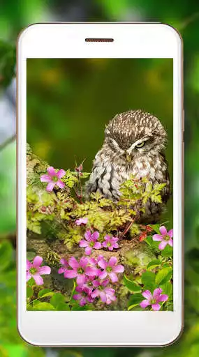 Play Owls Cute Live Wallpaper as an online game Owls Cute Live Wallpaper with UptoPlay