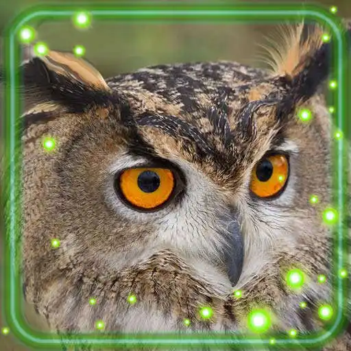 Play Owls Forest Live Wallpaper APK