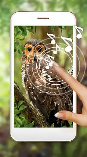 Play Owls Forest Live Wallpaper  and enjoy Owls Forest Live Wallpaper with UptoPlay