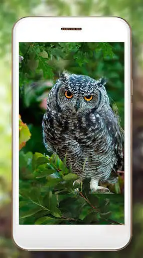 Play Owls Forest Live Wallpaper as an online game Owls Forest Live Wallpaper with UptoPlay