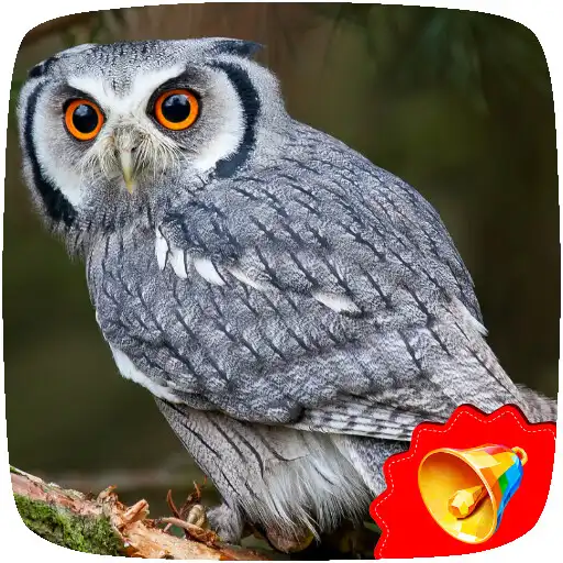 Play Owl sounds APK