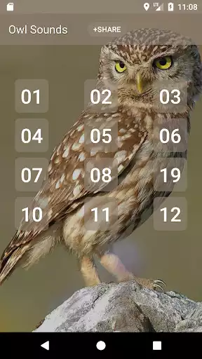 Play Owl sounds  and enjoy Owl sounds with UptoPlay