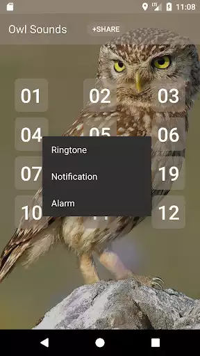 Play Owl sounds as an online game Owl sounds with UptoPlay