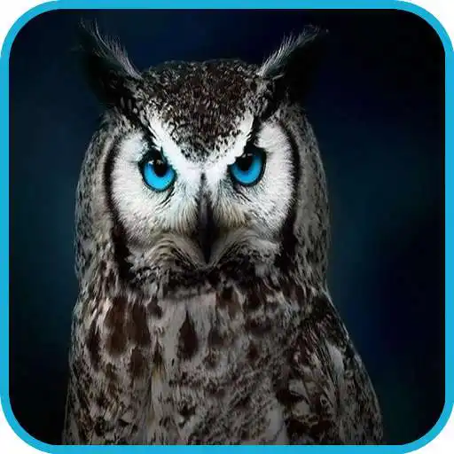 Play Owl Wallpaper 2 APK