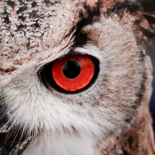 Play Owl Wallpaper APK