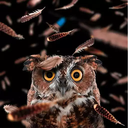 Play Owl Wallpapers APK