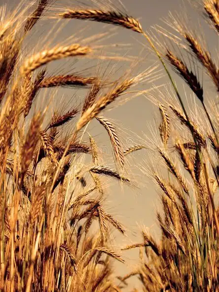 Play Paddy and Wheat Wallpapers as an online game Paddy and Wheat Wallpapers with UptoPlay