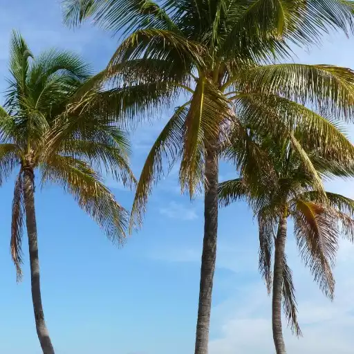 Play Palm tree Wallpapers APK