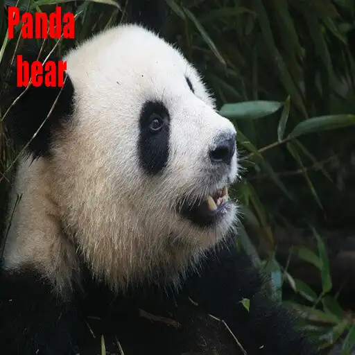 Play Panda bear animal images APK