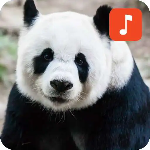 Play Panda Bear Sound Effects APK