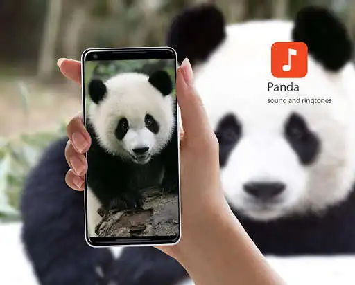 Play Panda Bear Sound Effects  and enjoy Panda Bear Sound Effects with UptoPlay