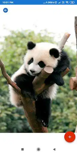 Play Panda HD Wallpapers as an online game Panda HD Wallpapers with UptoPlay