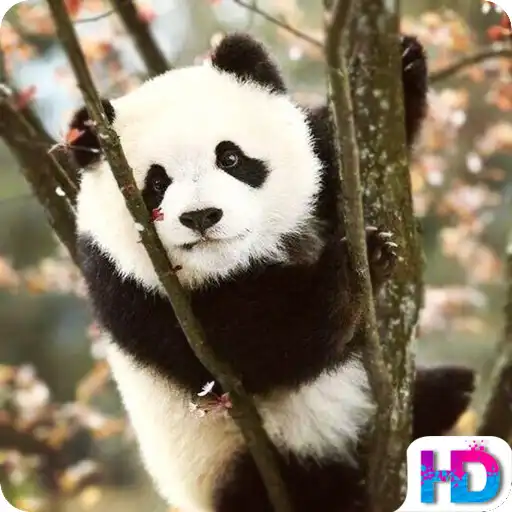 Play Panda Live  Wallpapers APK